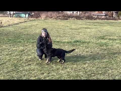 Julie z Jukasu - obedience - 4,5 months