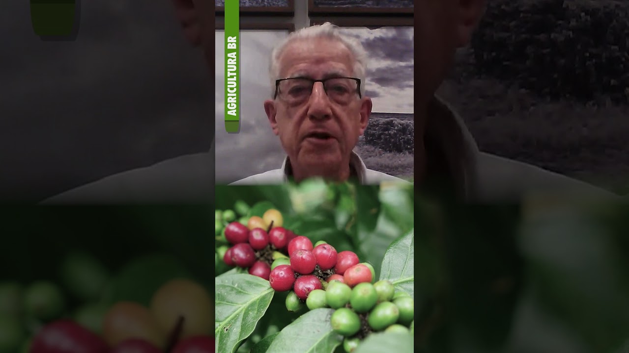 Café inicia o dia com oscilações entre arábica e robusta