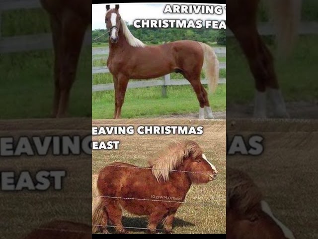 Vídeo relacionado con Beck - Blinking Horses, bote de lluvia, multicolor,