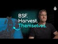 Automatic Harvesting Of Black Soldier Fly Larvae BSF Farming