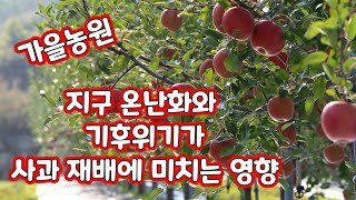 지구온난화와 기후위기가 사과재배에 미치는 영향 가을농원