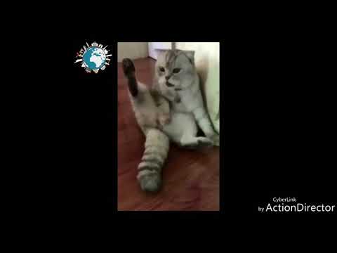 Priceless Reaction As Cat Finds Out Its Been Neutered