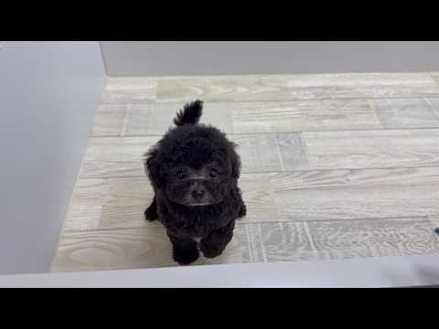 YouTube動画のサムネイル