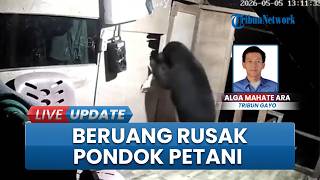 Rekaman CCTV Beruang Mas Masuk & Rusak Pondok Petani di Bukit Bener Meriah, Gondol Minyak dan Gula
