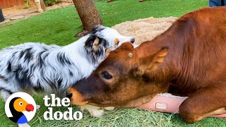 Baby Cow Loves Chasing His Dog Sibling | The Dodo Odd Couples