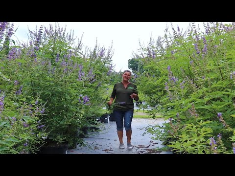 Where should you plant a Vitex Tree?