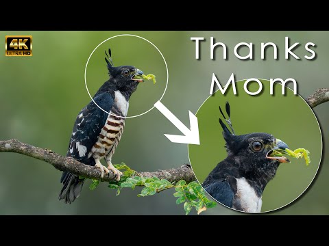 Black Baza Adult Juvenile feed by mother 4K India