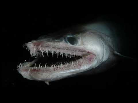 The Backrooms extended: Entity 20: The Thing On Level 7 (The reason not to travel on level 7)