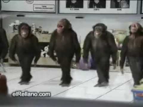 ÇILGIN LAZ UŞAKLARI HORON TEPİYOR