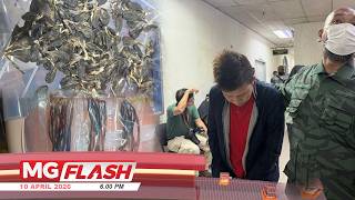 Download lagu Warga Asing Mengaku Simpan 1,022 Hempedu, 191 Lidah Ular Sawa  #MGFlash mp3