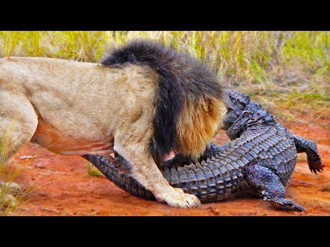 LIONS ATTACK CROCODILE WALKING ON LAND