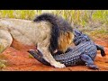 LIONS ATTACK CROCODILE WALKING ON LAND