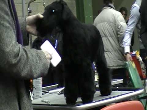 INTERNATIONALE HONDENTENTOONSTELLING  RASHONDEN GENK 14/02/2010