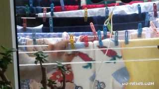 Носочки для одесской белки