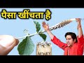 पैसो को चुंबक की तरह खींचने वाला पौधा �