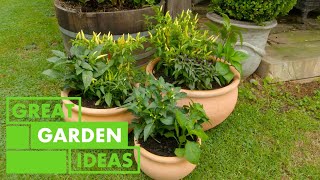 How to Grow CHILLI plants | GARDEN | Great Home Ideas