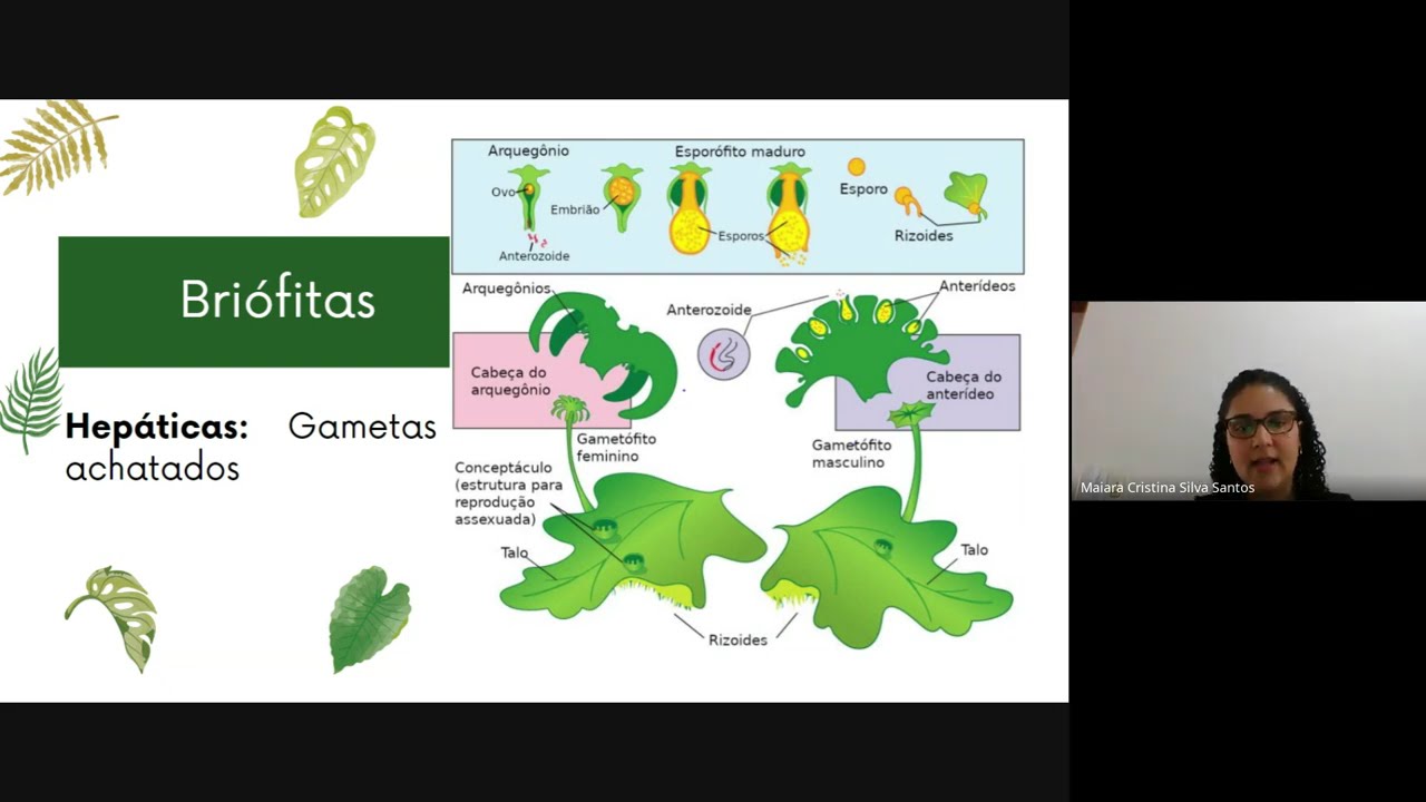Reino Plantae - Pré Enem Digit@l - Seduc MT