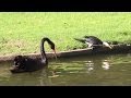Black Swan attacks innocent bird swimming in lake ...