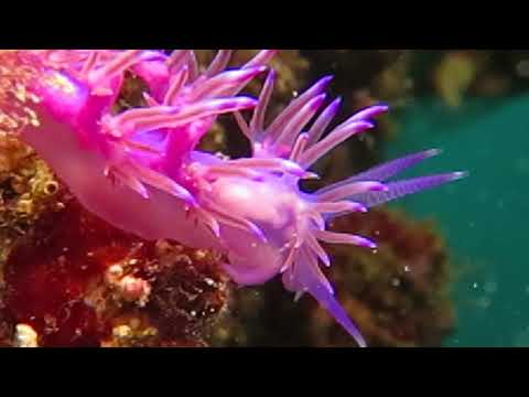 Sea slug Facelinidae