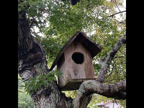 私のマイナスのシューファスコアはどこから来たのでしょうか?このアプリはあなたに教えてくれるはずです