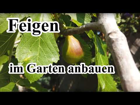 Tipp für den Garten | Feigen anbauen
