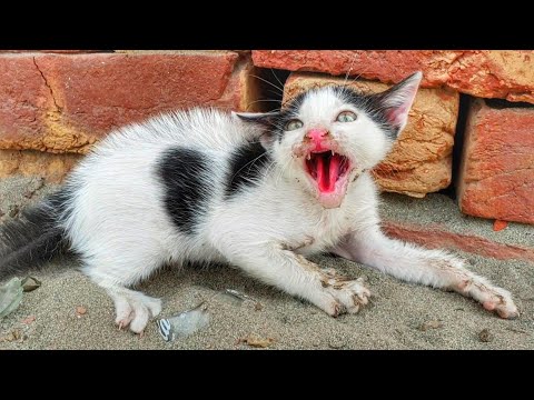Rescue A Very Angry, Feral Kitten And Earns His Love