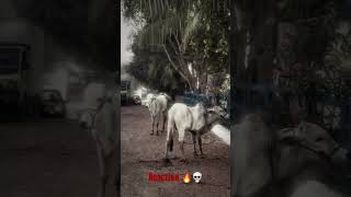 Download lagu Fielding set for the cow smuggler #cow #nandimahraj #gaushala #animals #cow #cowlover #viralvideos mp3