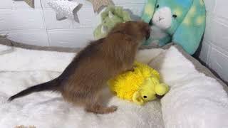 ハーフ犬の動画01