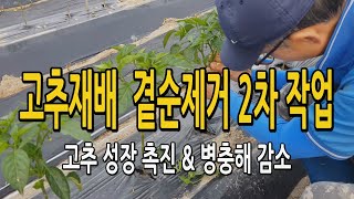 고추재배 2차 곁순제거 했어요. 고추나무 성장과 병충해 방지를 위해 꼭 하세요!