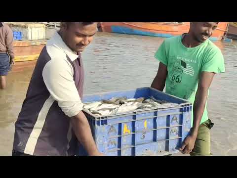 Biggest Fish Market in Odisha||Bagda Sea Beach||Dublagadi || Mohana near Rupsha