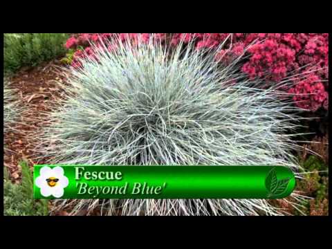 download lagu mp3 mp4 Beyond Blue Fescue Grass, download lagu Beyond Blue Fescue Grass gratis, unduh video klip Beyond Blue Fescue Grass