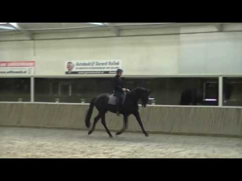 Training V.i.p. Don Davidoff x Glorieux