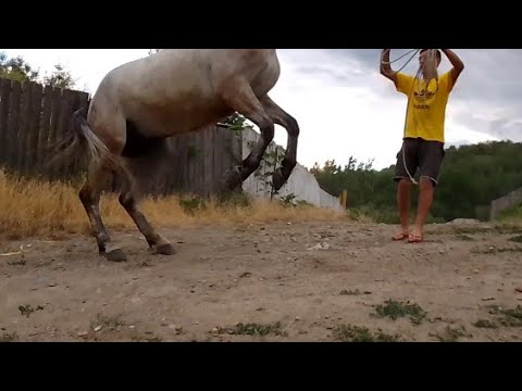 Suru în acțiune din pripon ...!!! Cai de tracțiune