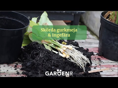 Harvesting Turmeric & Ginger - GardenHacks by GardenR