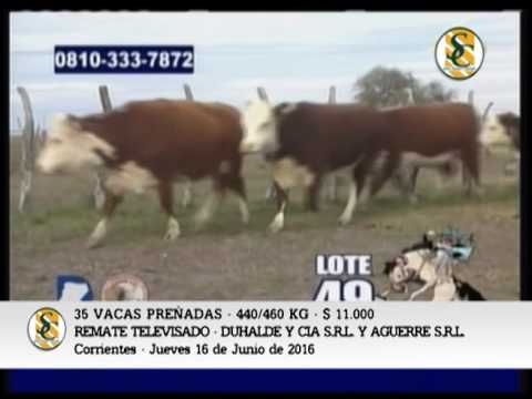 16-06-16 - VENTA DE VIENTRES - REMATE TELEVISADO DUHALDE Y CIA / AGUERRE S.R.L.