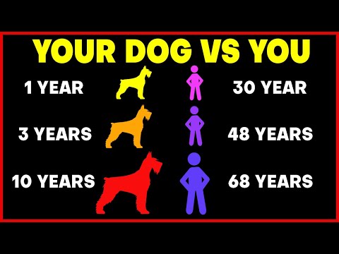 Why Dogs Age Faster Than Us