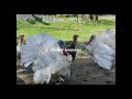 Malare Mounama Whatsapp Status