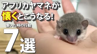 アフリカヤマネ