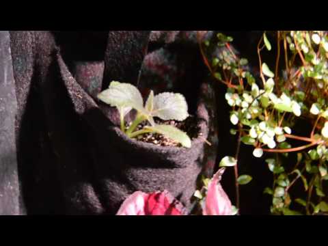 Växtvägg några månader senare