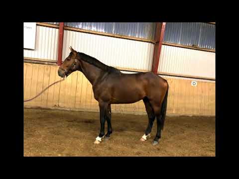 Holsteiner Wallach von Cascadello I x Contendro x Caletto II *2016