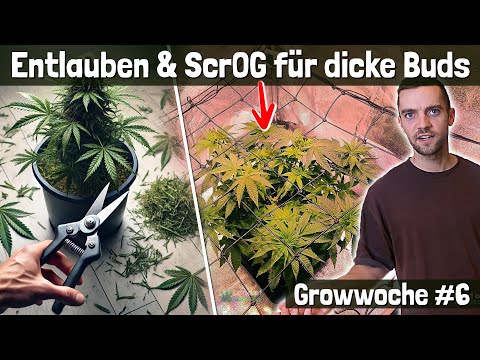 Install ScrOG net and defoliate correctly - week 6 in the grow