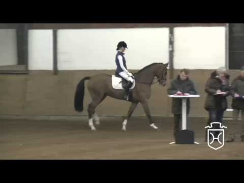 Holsteiner Stute von Castellan I - Casall - Alboretto