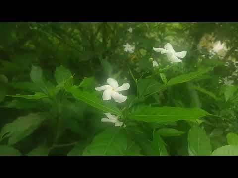 Natural vlog 02 || plants & flower review || Pinwheel flower || white weed || Tamanna Creation