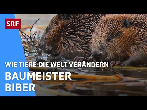 Der Biber | Folge 10 | Wie Tiere die Welt verändern | SRF Kids – Kindervideos