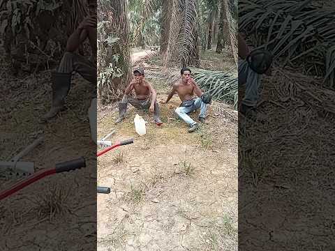 new harvesters come from Lombok NTB #oilpalm