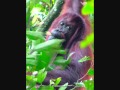 Bronx Zoo Egyptian Cobra Escapes Takes 1911 Orangutans Primates Hostage E T