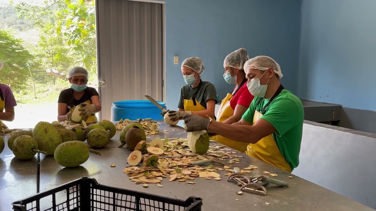 Peeling of Breadfruit