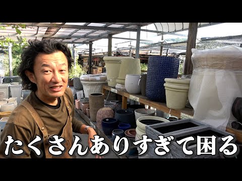 園芸 巨大なクワンゴソテツ、ローレンスエンセファラルトス