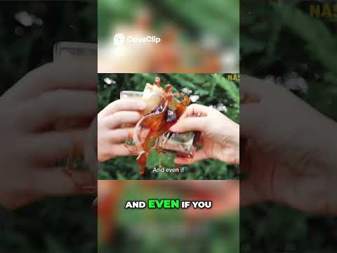 Albania  Get Amazing Coffee for 50 Cents & Experience Albanian Generosity!