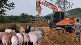 Pig farming brings high economic profits.  Excavator pours soil to expand the farm. ( Ep 255 )